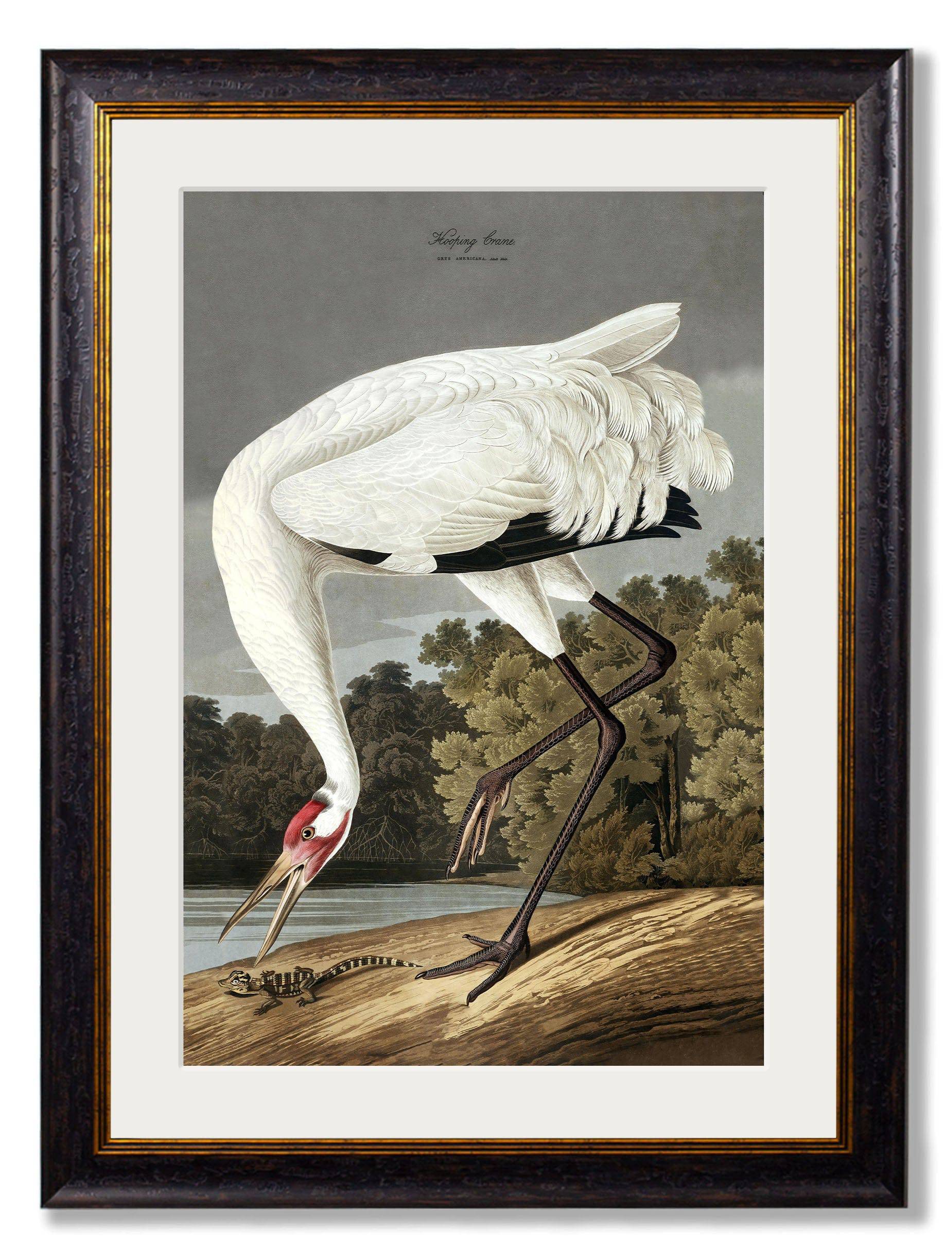Order Audubon's Hooping Crane antique bird art online
