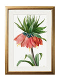 Order Botanical Nature Illustrations Set of 4 Prints free UK delivery
