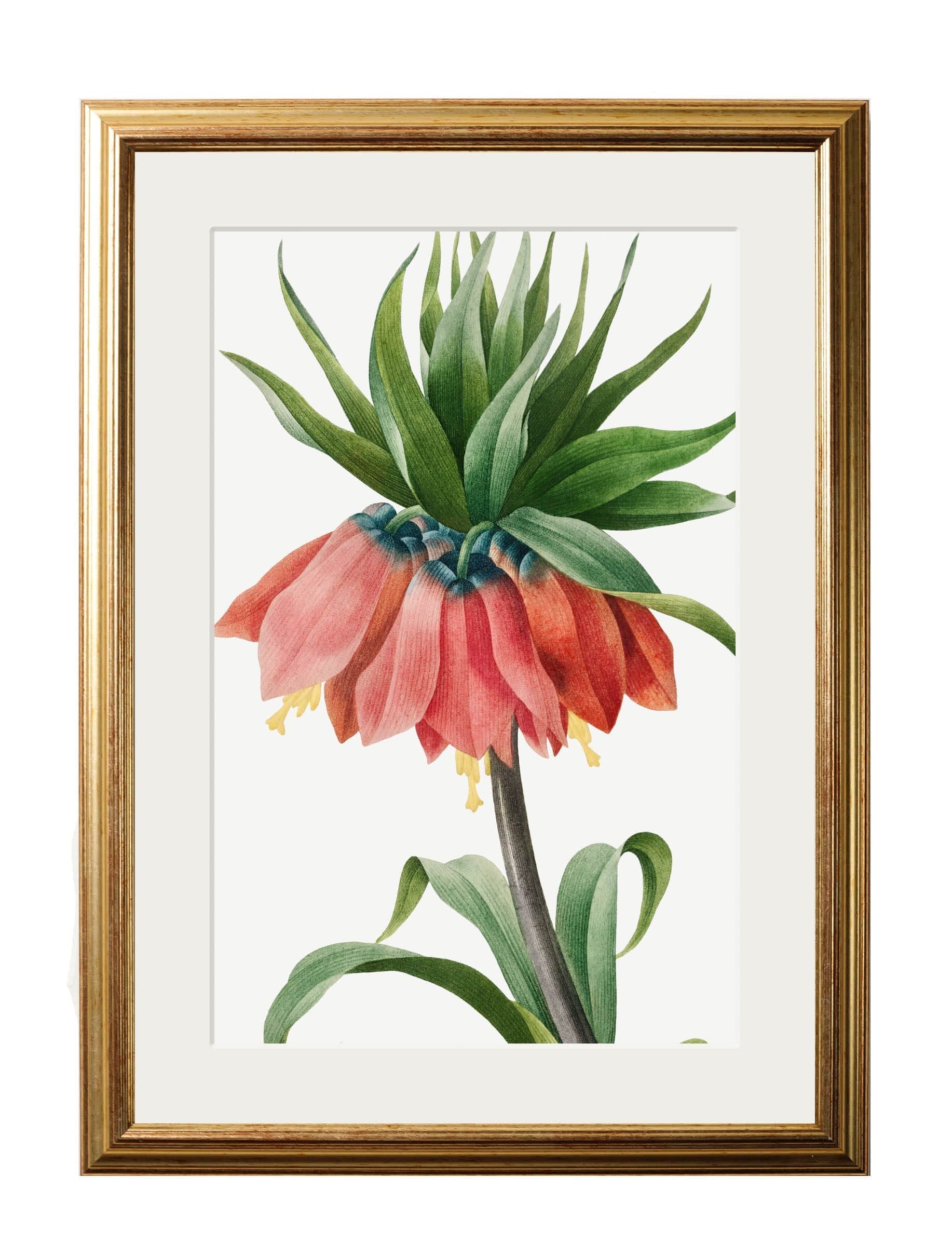 Order Botanical Nature Illustrations Set of 4 Prints free UK delivery
