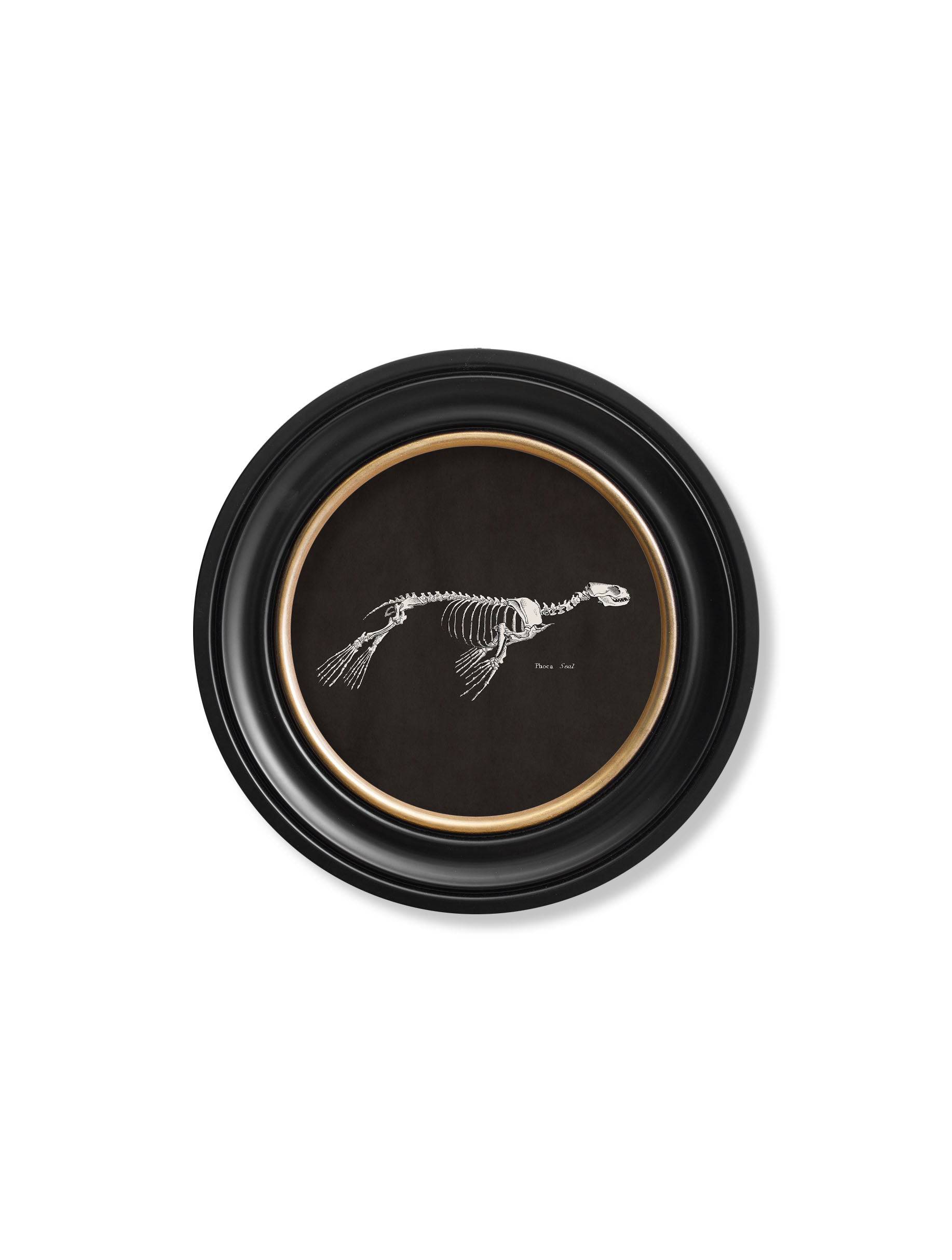 Order British Made c.1870 Skeleton Illustrations with Minimal Carbon Footprint