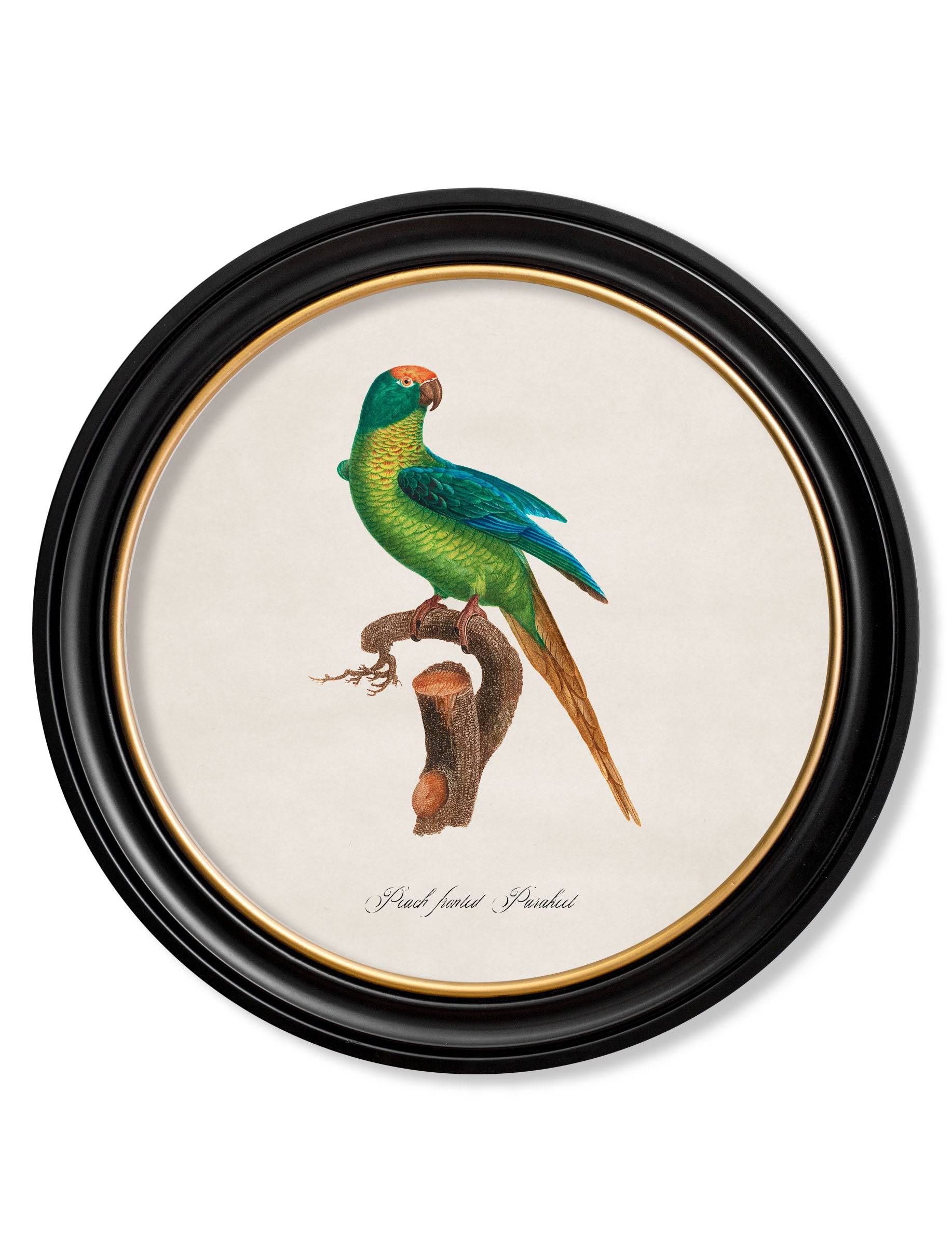 Order C.1800's Collection of Parrots Hand-Finished in Lancashire Studio
