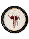Order Set of 4 c.1876 Marine Prints in Round Oxford Frames with Minimal Carbon Footprint