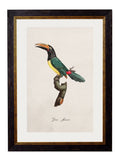 Order Sustainable Oak Framed Parrot Studies for Living Room Decor