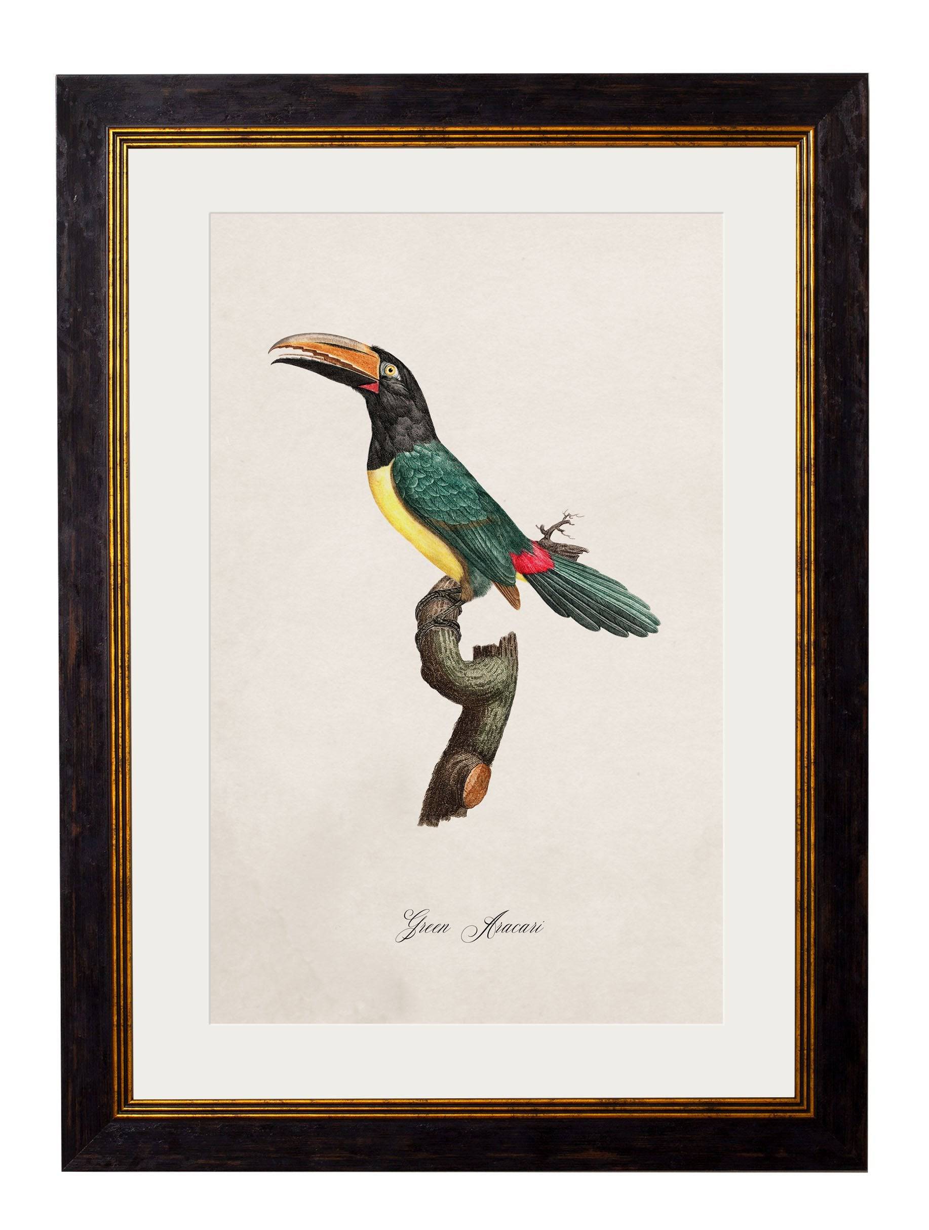 Order Sustainable Oak Framed Parrot Studies for Living Room Decor