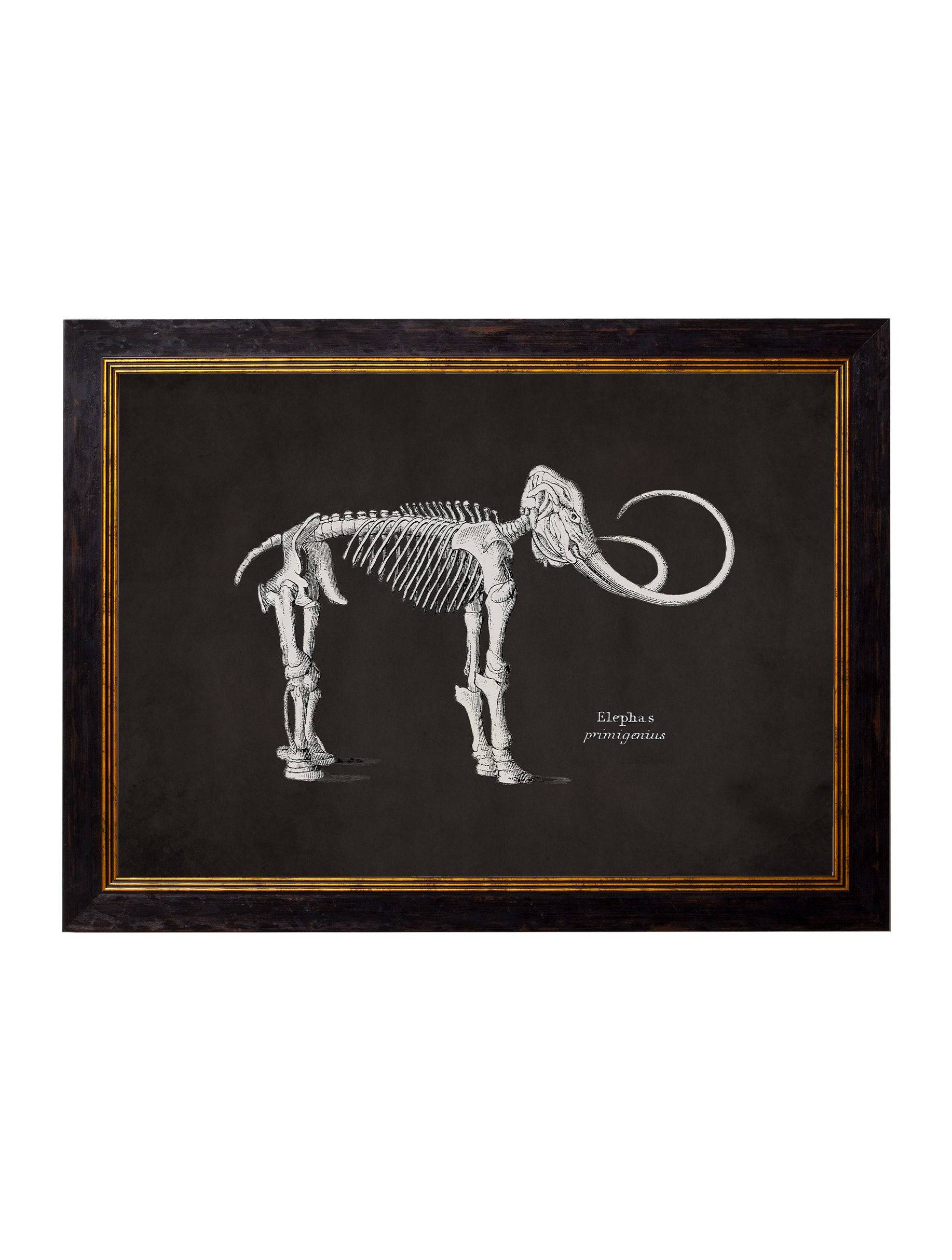 Order Victorian animal skeleton engraving dark frame wall art free UK delivery
