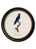 Order Vintage French Parrot Round Wall Art with Minimal Carbon Footprint