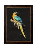 Order WT Greene macaw dark background wall art free UK delivery
