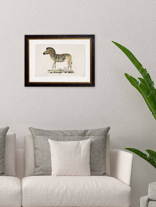 Order c.1774 Zebra antique illustration print free UK delivery
