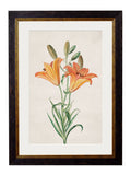 Order c.1780 Flowering Plants framed prints for sale Blythe Living
