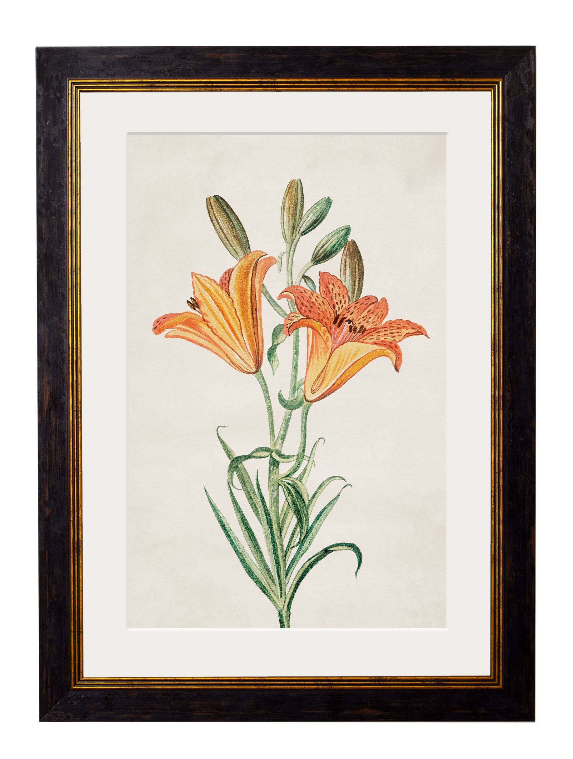 Order c.1780 Flowering Plants framed prints for sale Blythe Living
