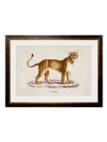 Order c.1800s Lion & Lioness art free UK delivery