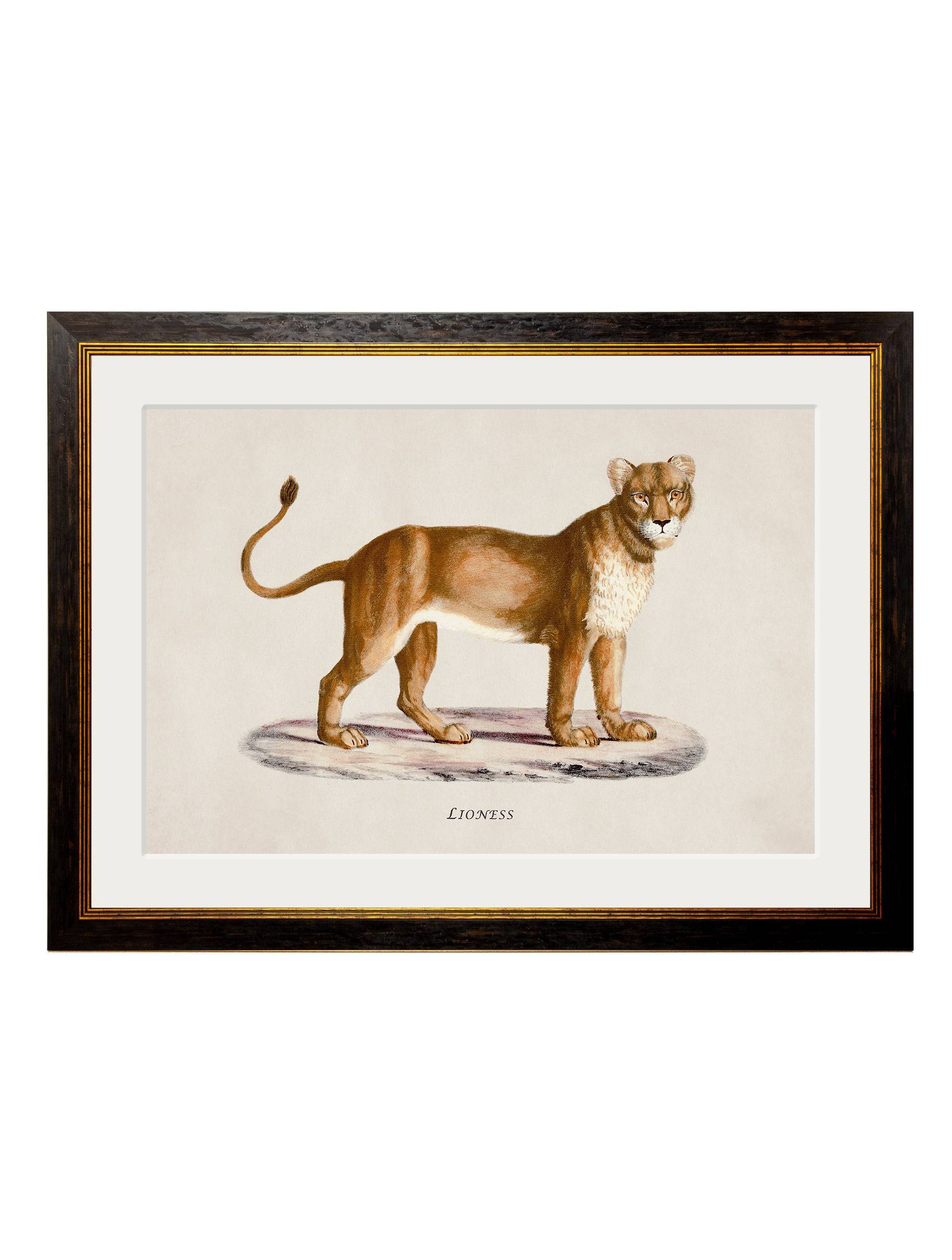 Order c.1800s Lion & Lioness art free UK delivery