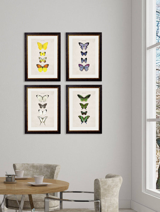 Order c.1835 Butterflies Framed Art Set of 4 
