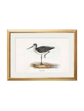 Order c.1837's British Coastal Birds gold slim frame wall art online
