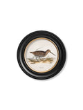 Order c.1837's British Game Birds Round Frame Oxford Round wall art online
