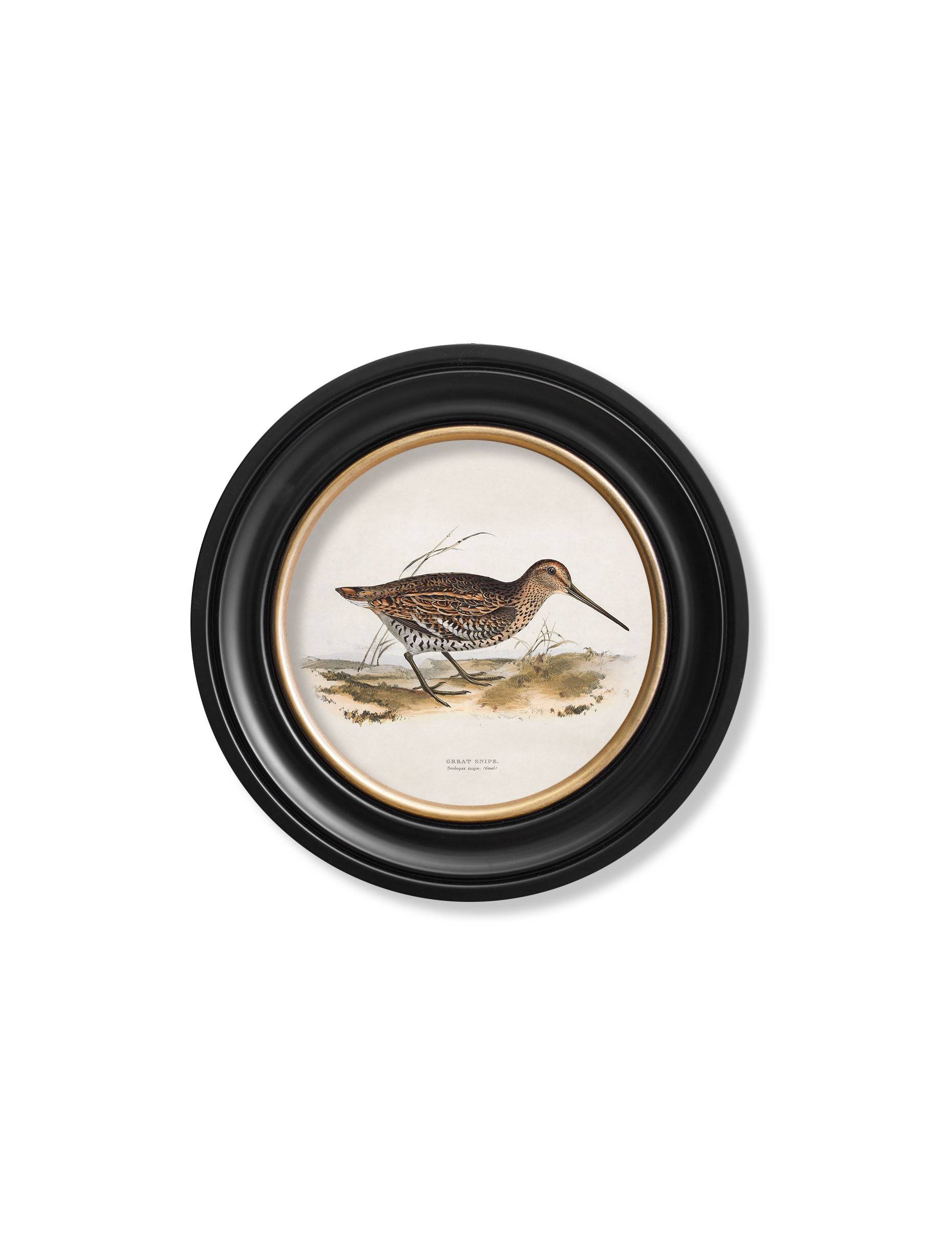 Order c.1837's British Game Birds Round Frame Oxford Round wall art online
