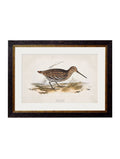 Order c.1837's British Game Birds vintage wall art online today
