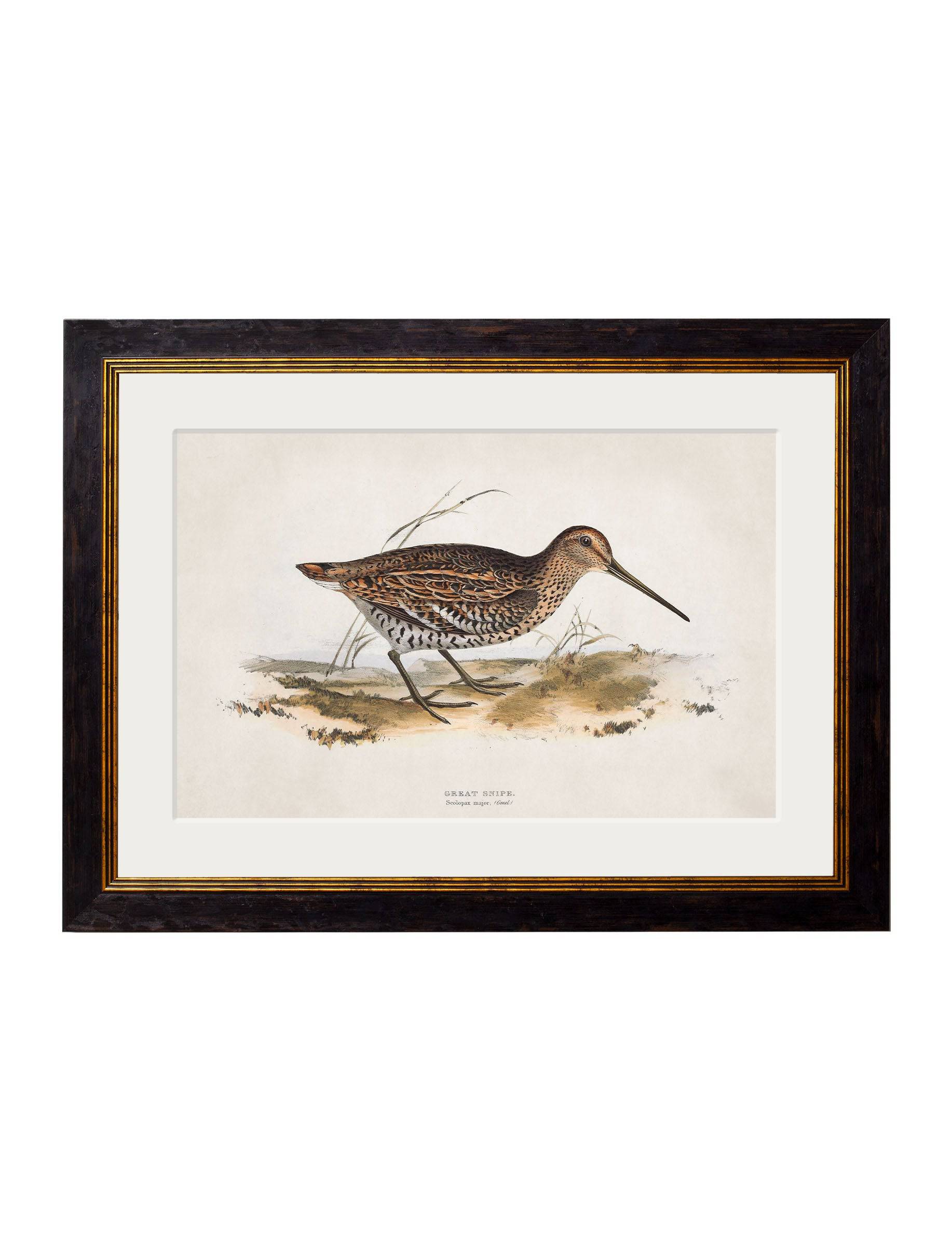 Order c.1837's British Game Birds vintage wall art online today
