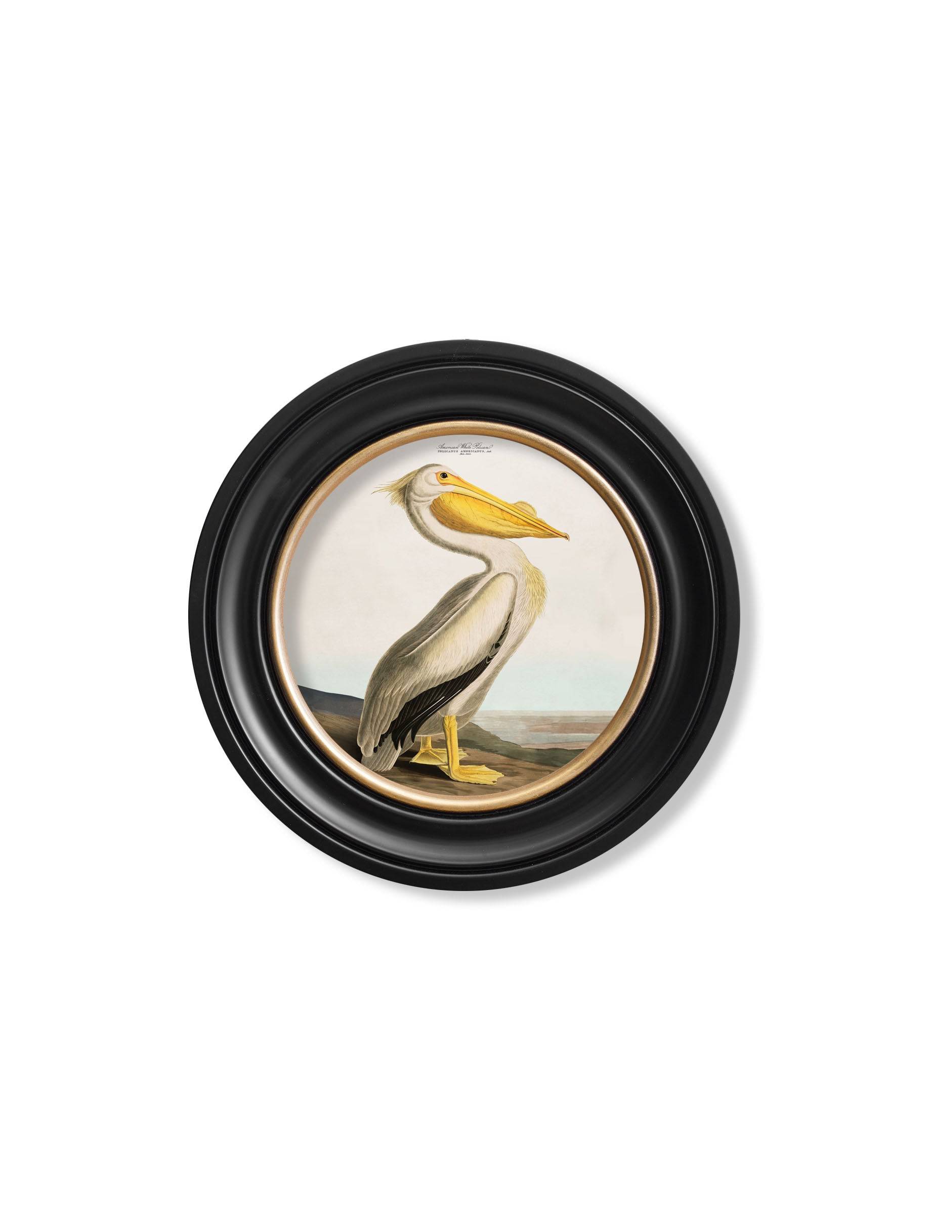 Order c.1838 Audubon's Pelican Light Round Framed Print for sale UK
