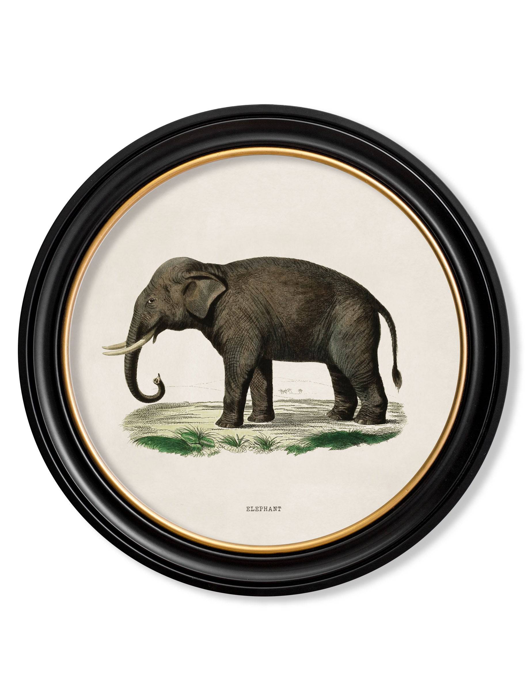Order c.1846 vintage elephant round wall art free UK delivery