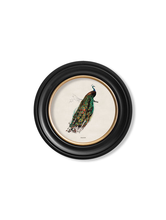 Order c.1847 antique peacock circular wall art online free UK delivery

