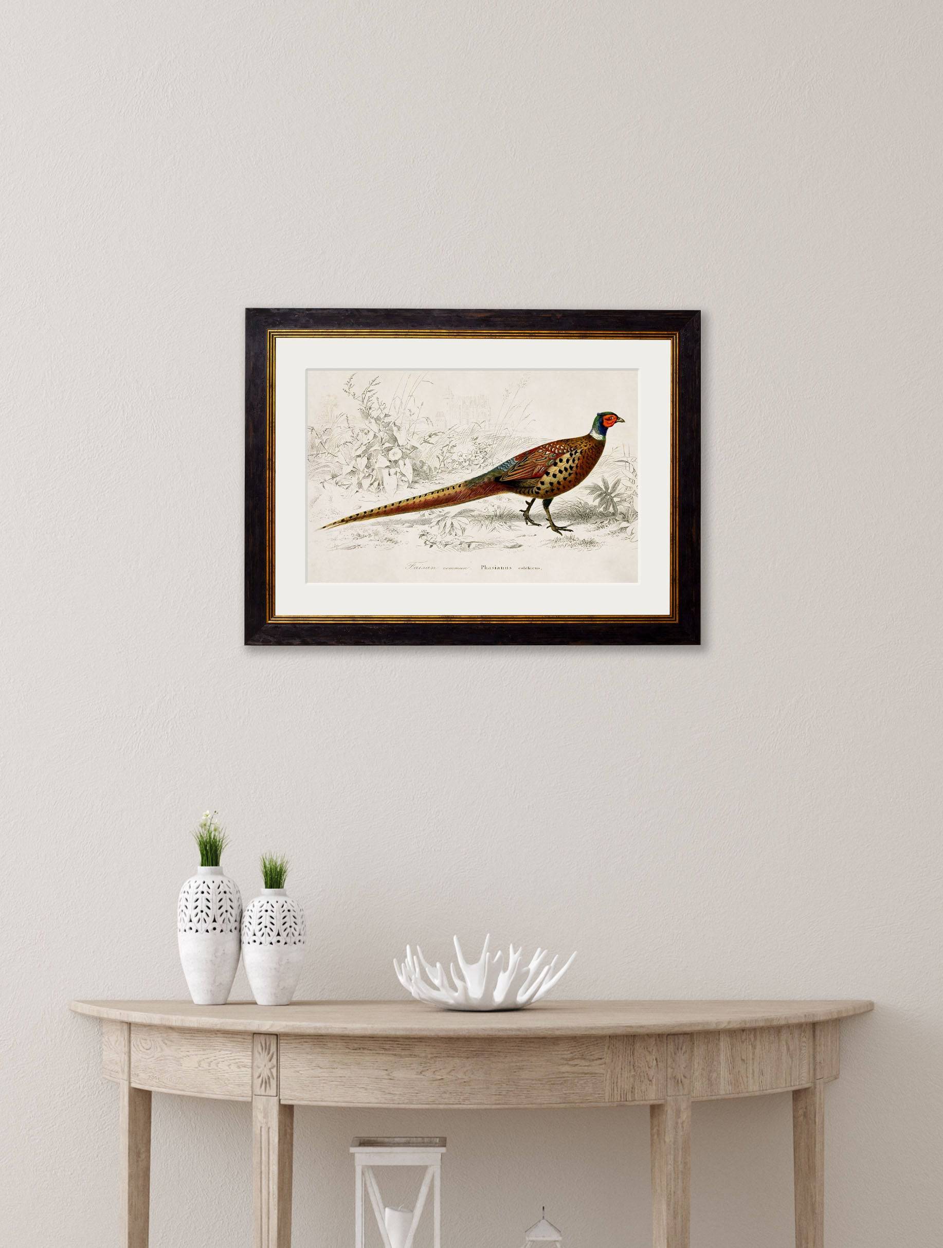 Order c.1850's Pheasant Framed Vintage Bird Print with Archival Grade Finish - Blythe Living