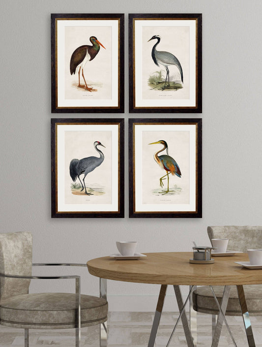 Order c.1850s British Wading Birds Framed Art Set 