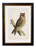 Order c.1870 British Owls Framed Art Set of 2 - Blythe Living