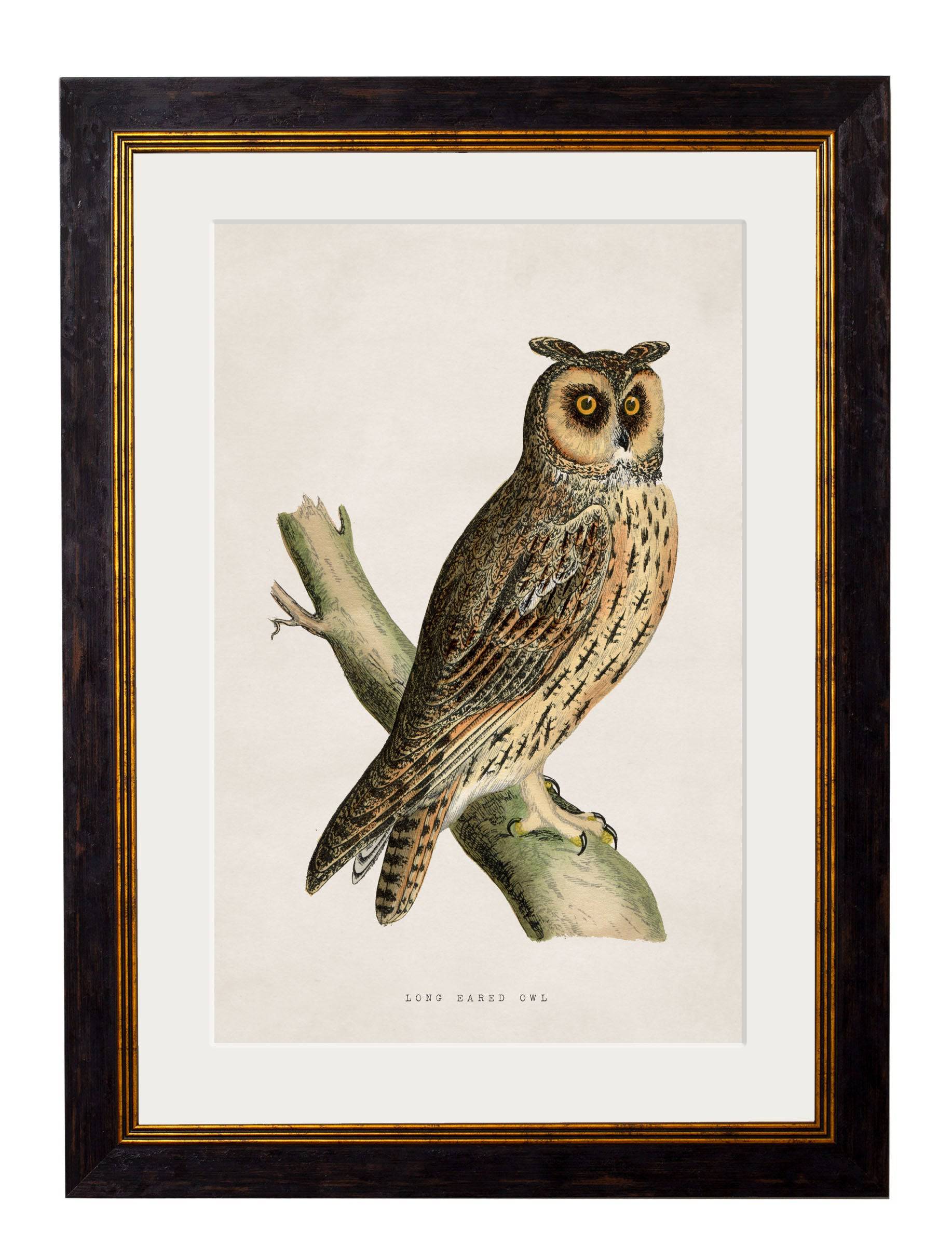 Order c.1870 British Owls Framed Art Set of 2 - Blythe Living