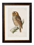 Order c.1870 British Owls Framed Art Set of 2 Online - Blythe Living