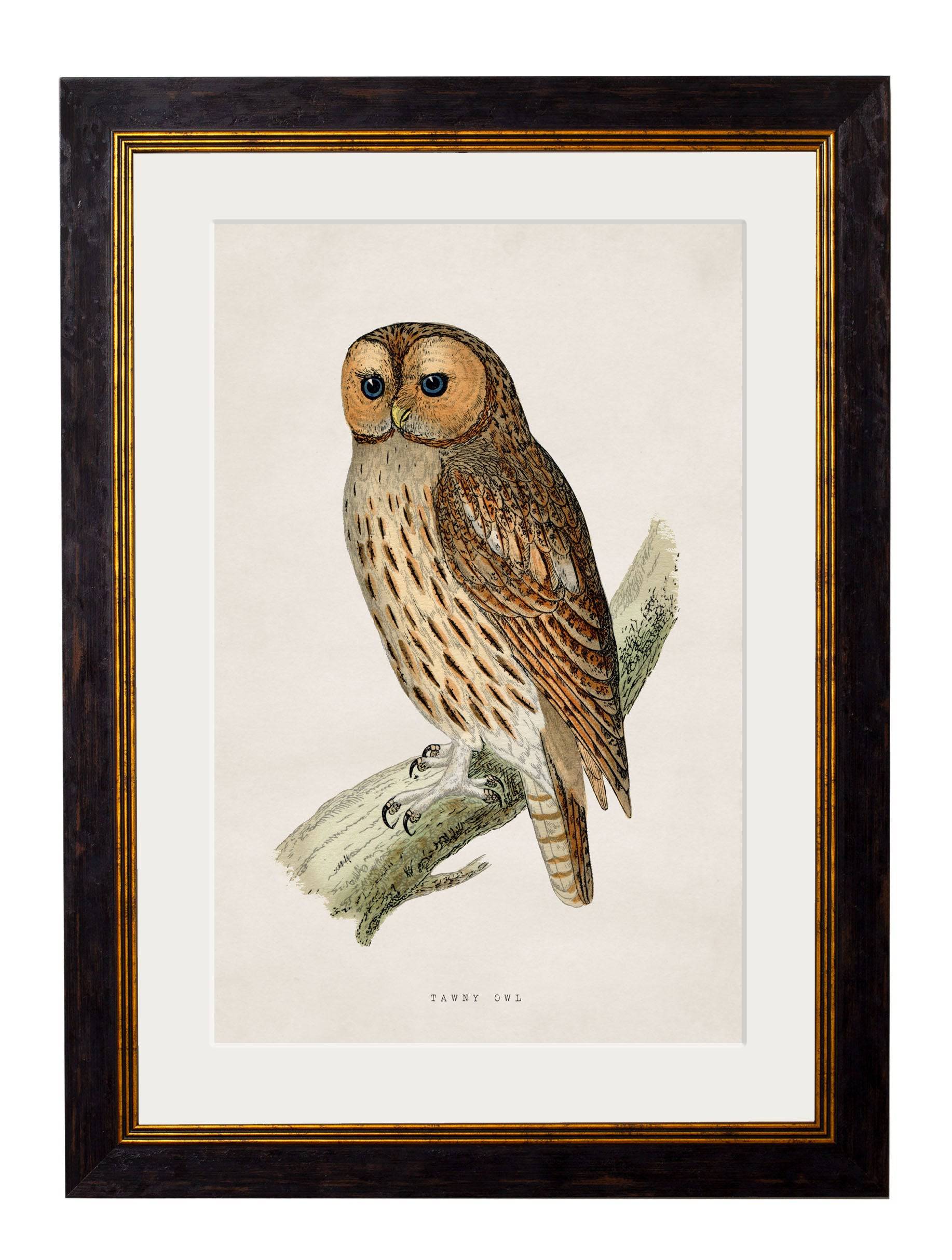 Order c.1870 British Owls Framed Art Set of 2 Online - Blythe Living