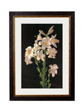 Order c.1874 George Cochran Lambdin Lilies art free UK delivery
