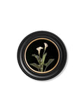Order c.1874 George Cochran Lambdin Lillys Round Frame free UK delivery
