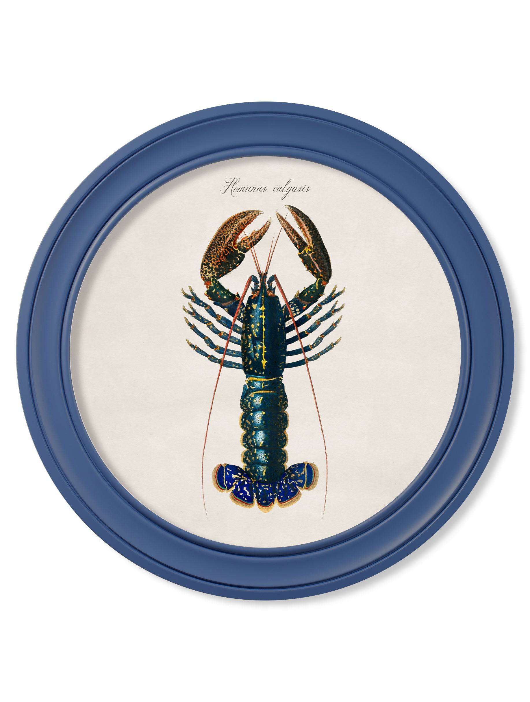 Order c.1876 Marine Lobster in Round Frames Blue free delivery