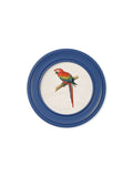 Order c.1884 Collection of Macaws in Round Frames Blue free UK delivery
