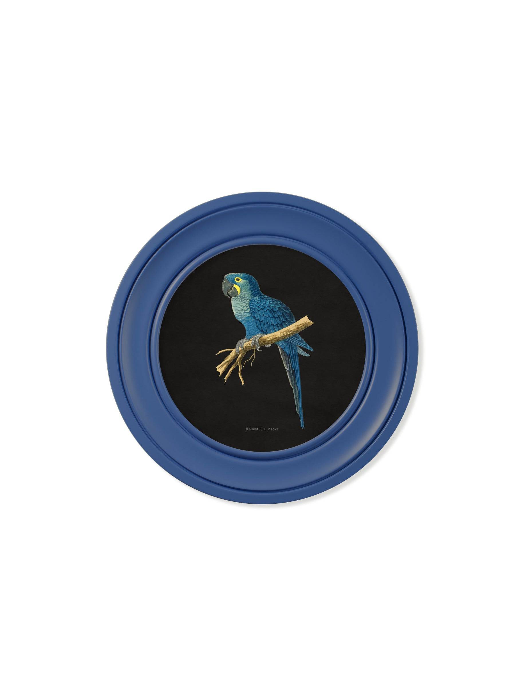 Order c.1884 Collection of Macaws in Round Frames Blue free delivery