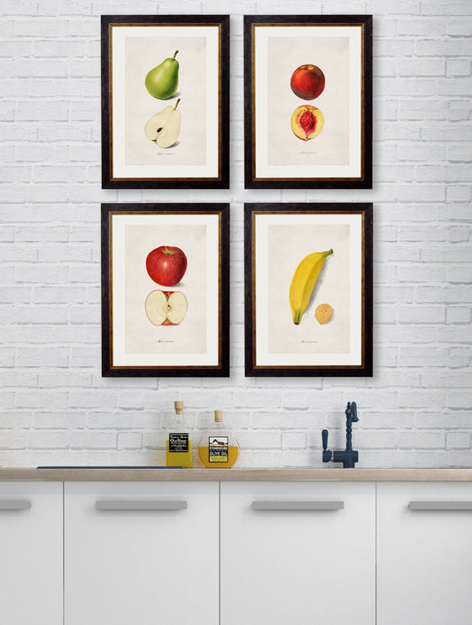 Order c.1886 Studies of Fruit Framed Botanical Art 