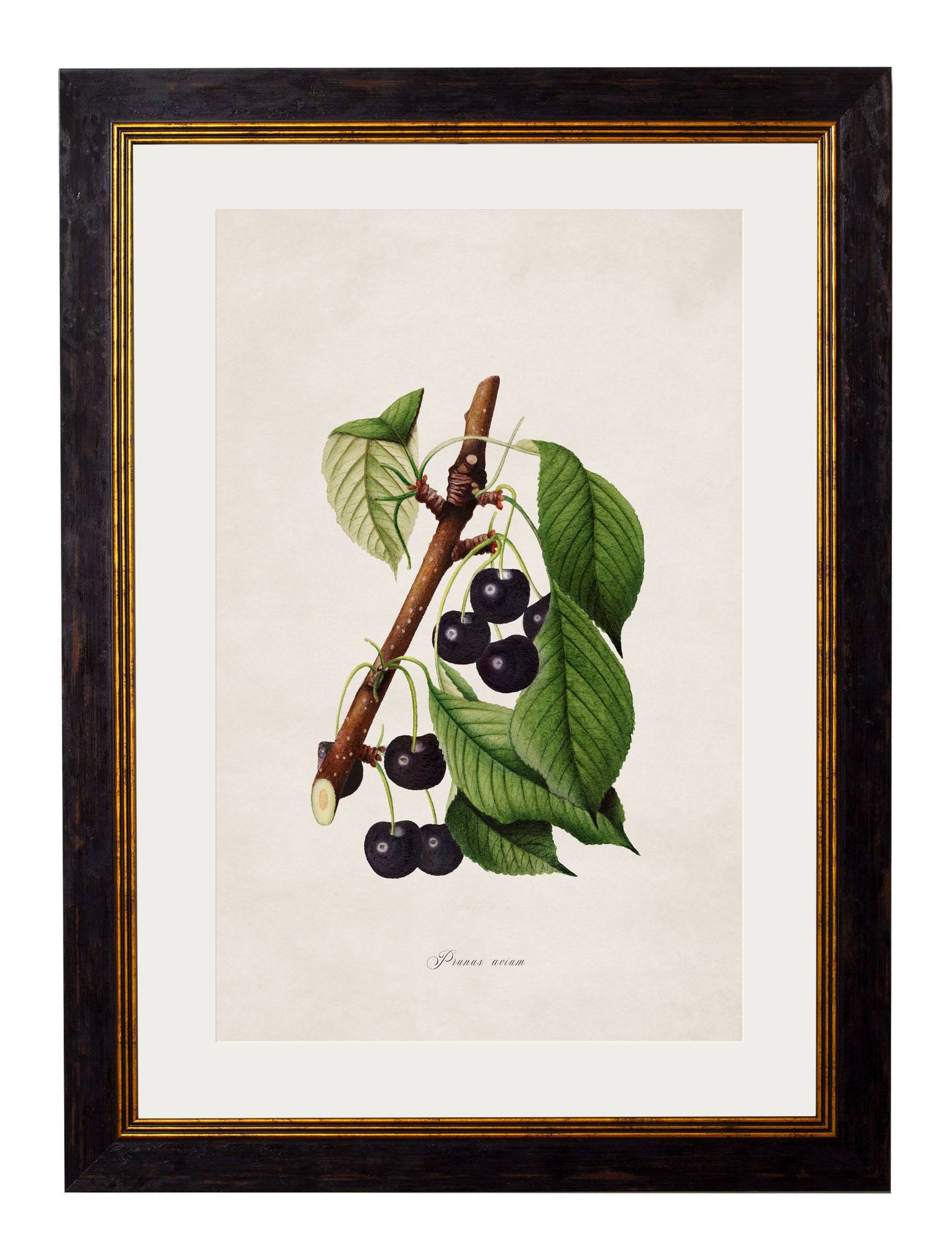 Order c.1886 Study of Berries & Cherries Framed Art Set 