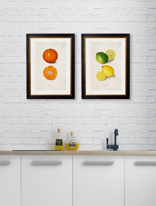 Order c.1886 Study of Citrus Fruit Framed Botanical Art Set - Blythe Living
