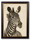 Order c.1890 vintage moody zebra zoological wall art free UK delivery