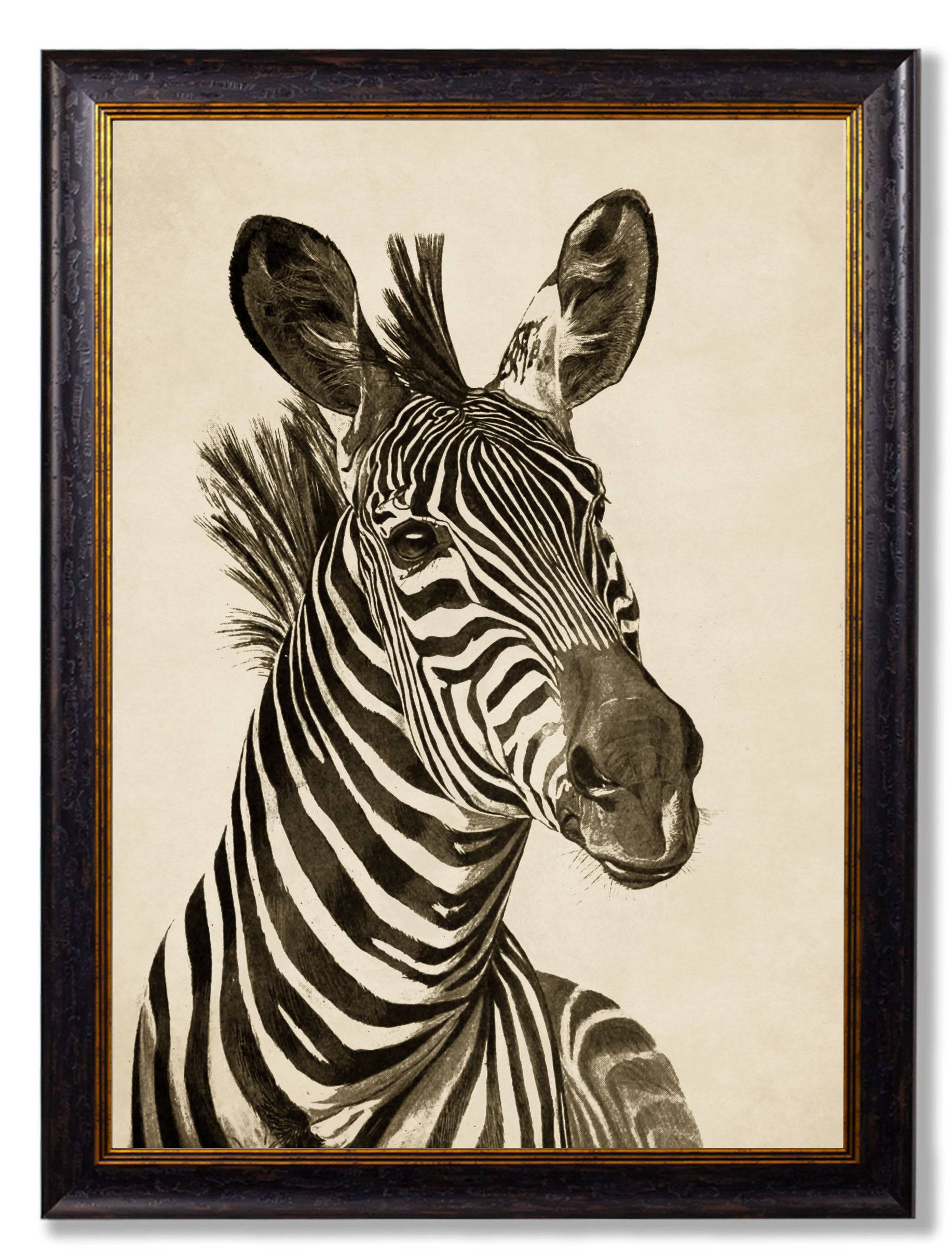 Order c.1890 vintage moody zebra zoological wall art free UK delivery