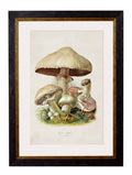 Order c.1913 Edible Mushrooms Framed Art Set of 4 - Blythe Living