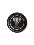 Order circular framed elephant portrait photography free UK delivery