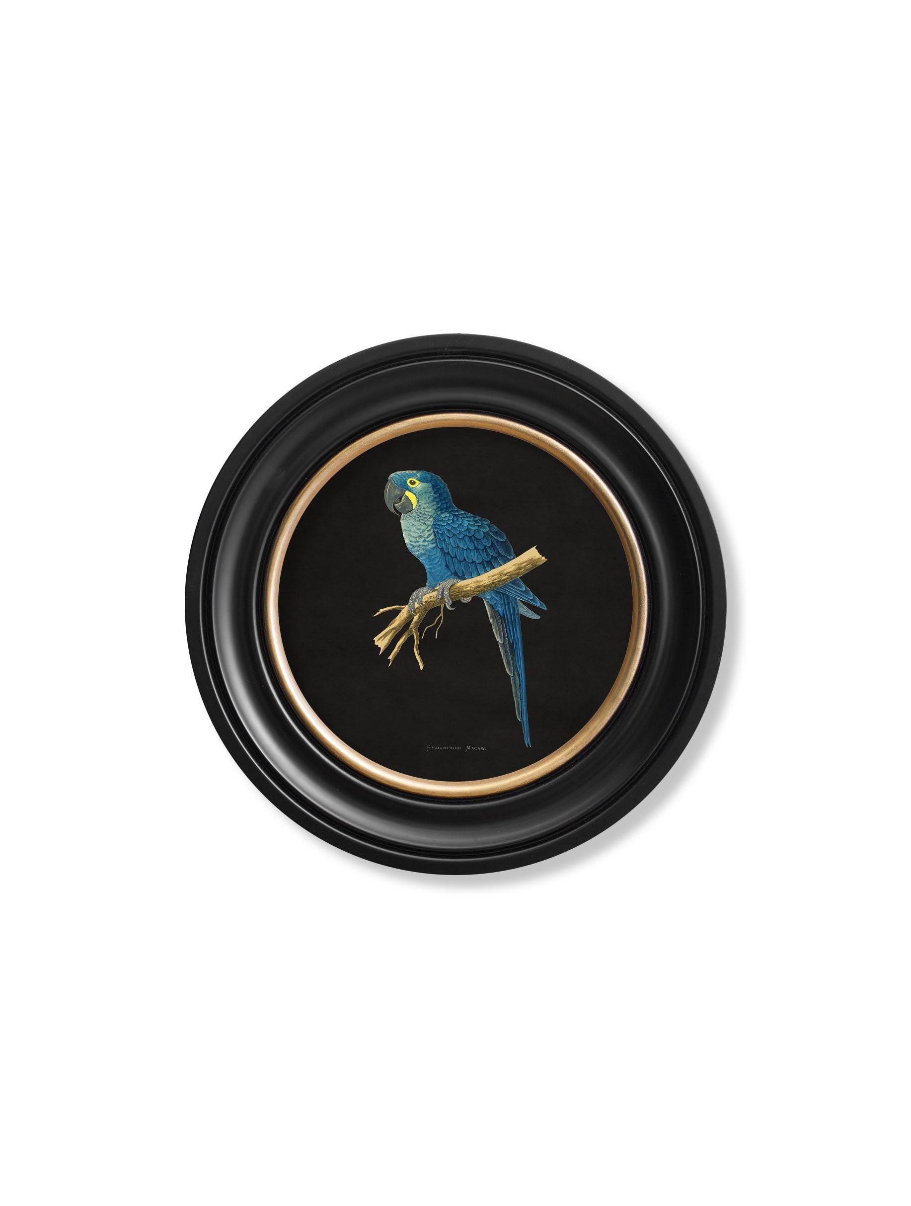 Order circular framed macaw collection prints free UK delivery