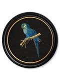 Order hand-assembled Red and Blue Macaw round frame UK