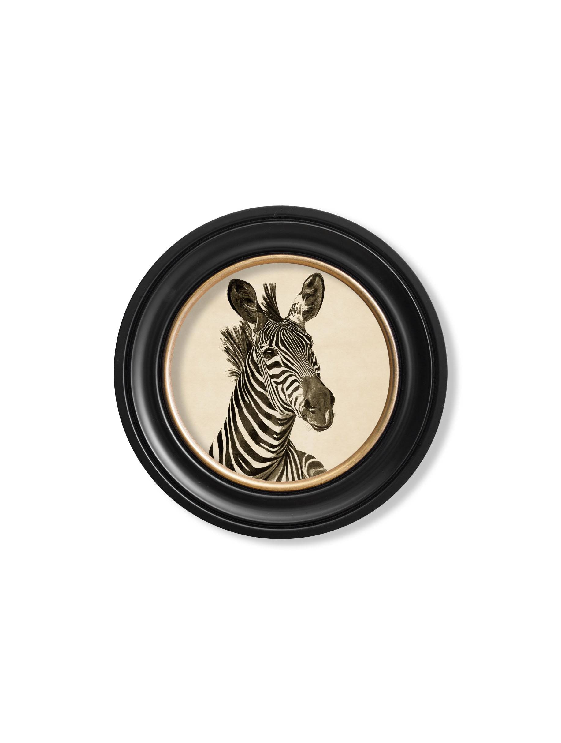 Order late 19th century dark zebra round framed print free UK delivery
