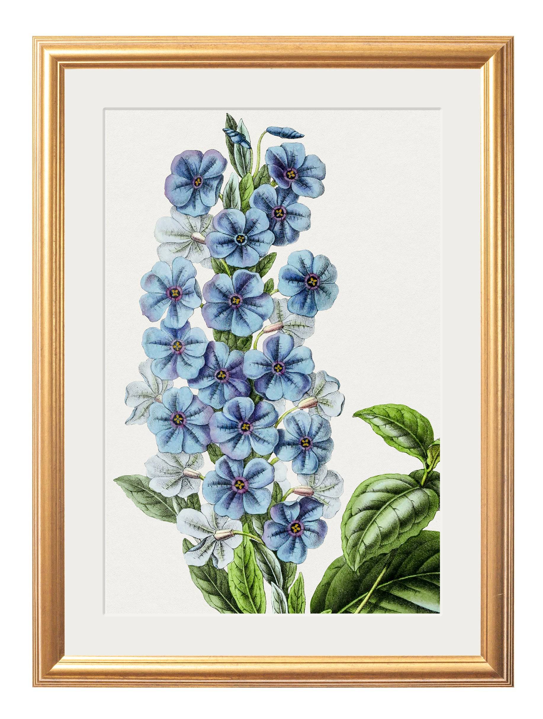 Order restored vintage blue botanical prints Blythe Living