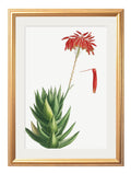 Order restored vintage floral prints Blythe Living