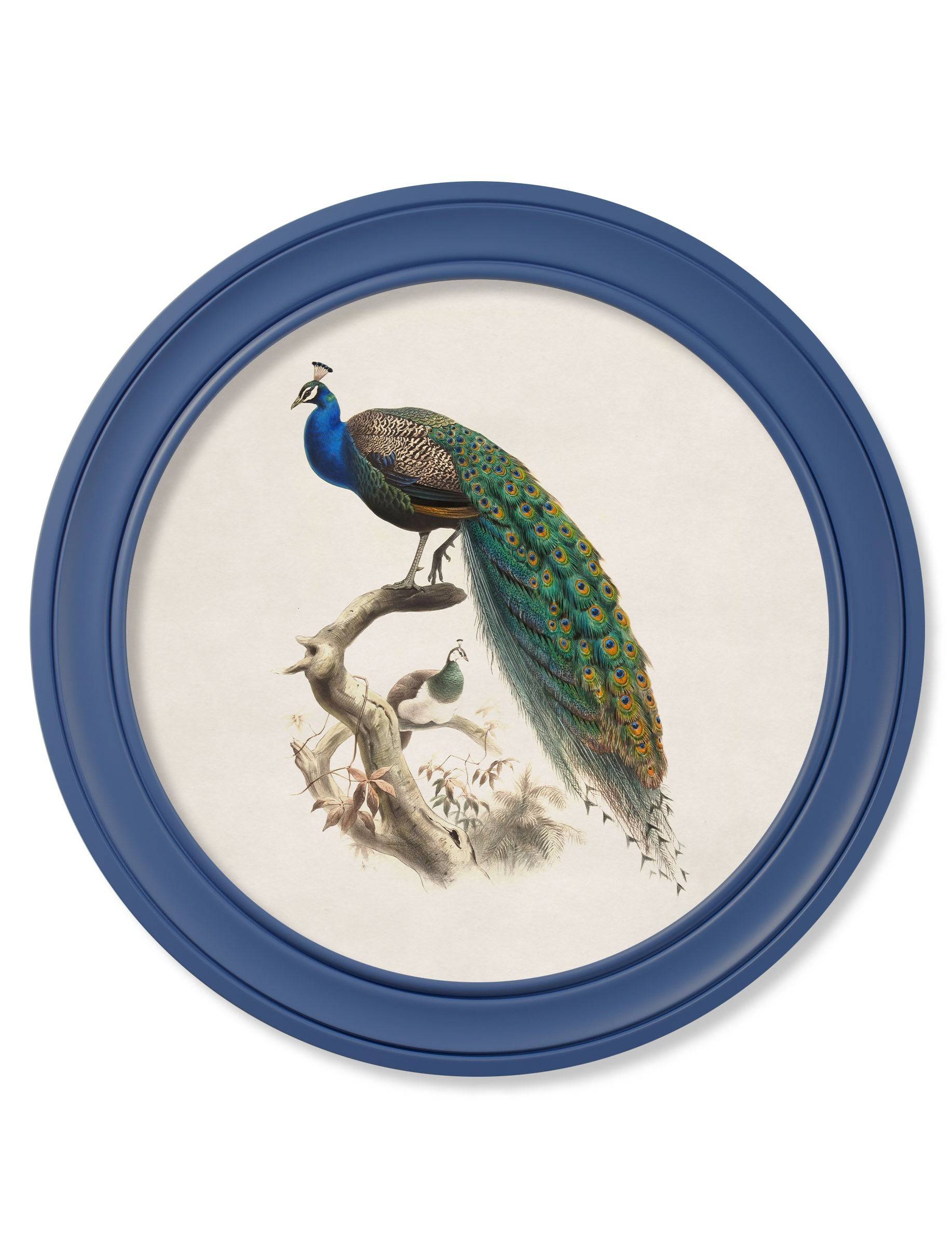 Order traditional 19th-century bird prints from Blythe Living