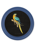 Order traditional 19th-century exotic bird prints from Blythe Living